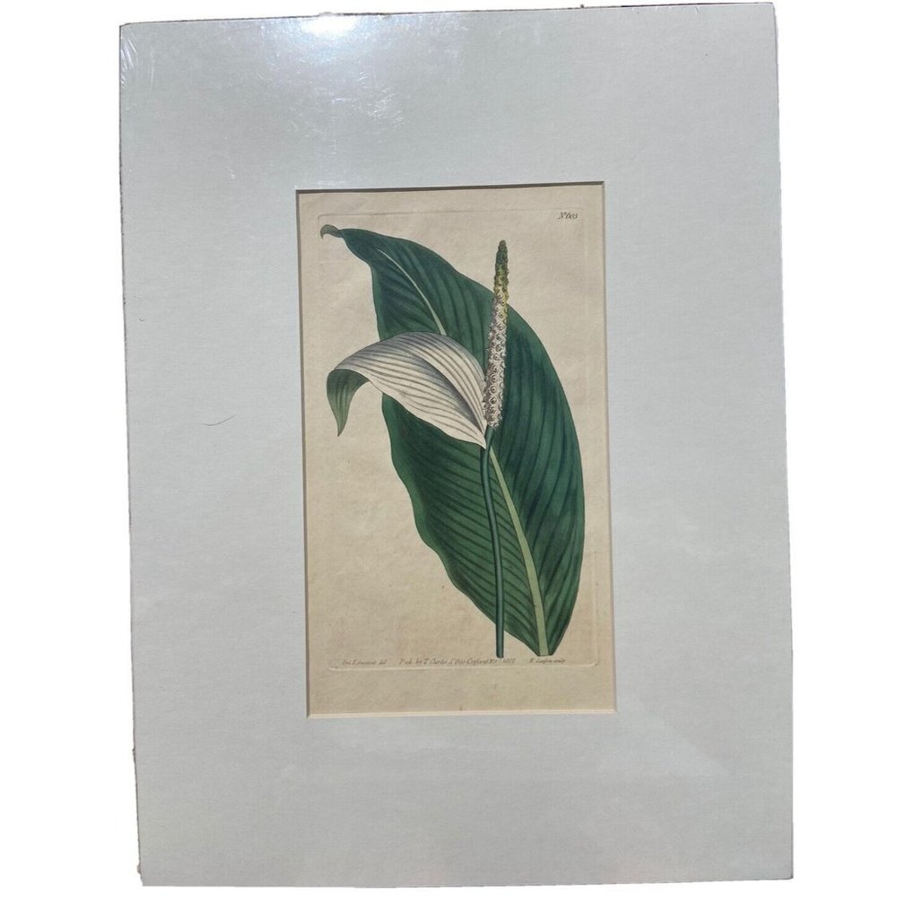 Curtis Botanicals 1802‎ Sweet Scented Pothos Print #603